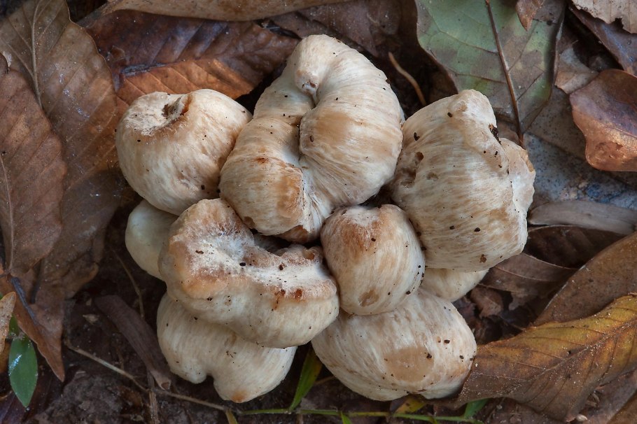 Грибы растущие в песке