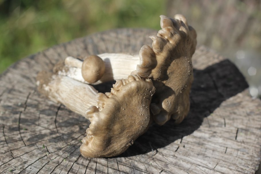 Какие грибы растут под кедром Сибирским