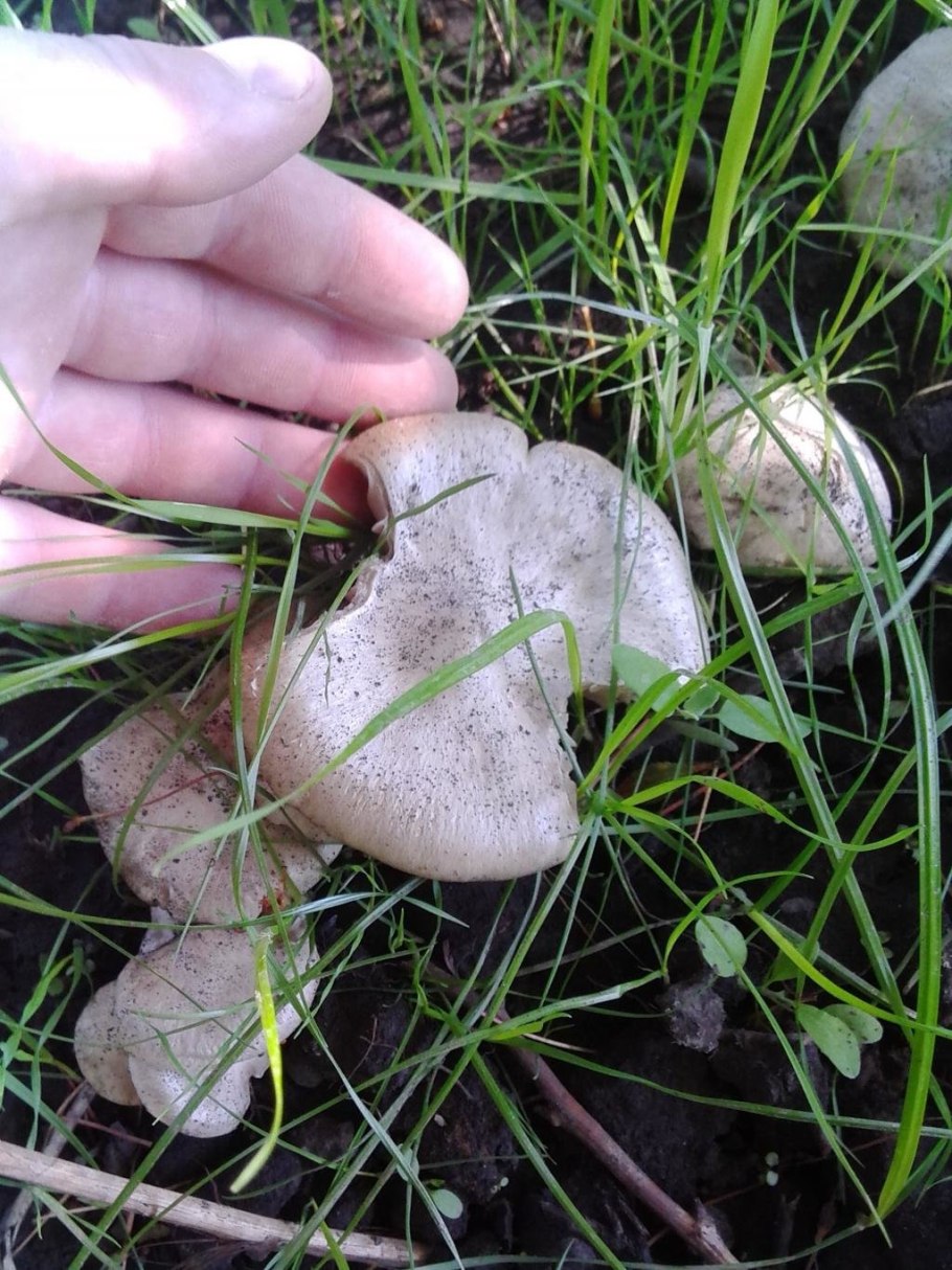 Энтолома терновниковая