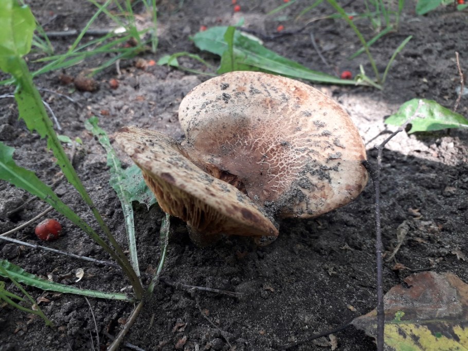 Свинушки в Подмосковье