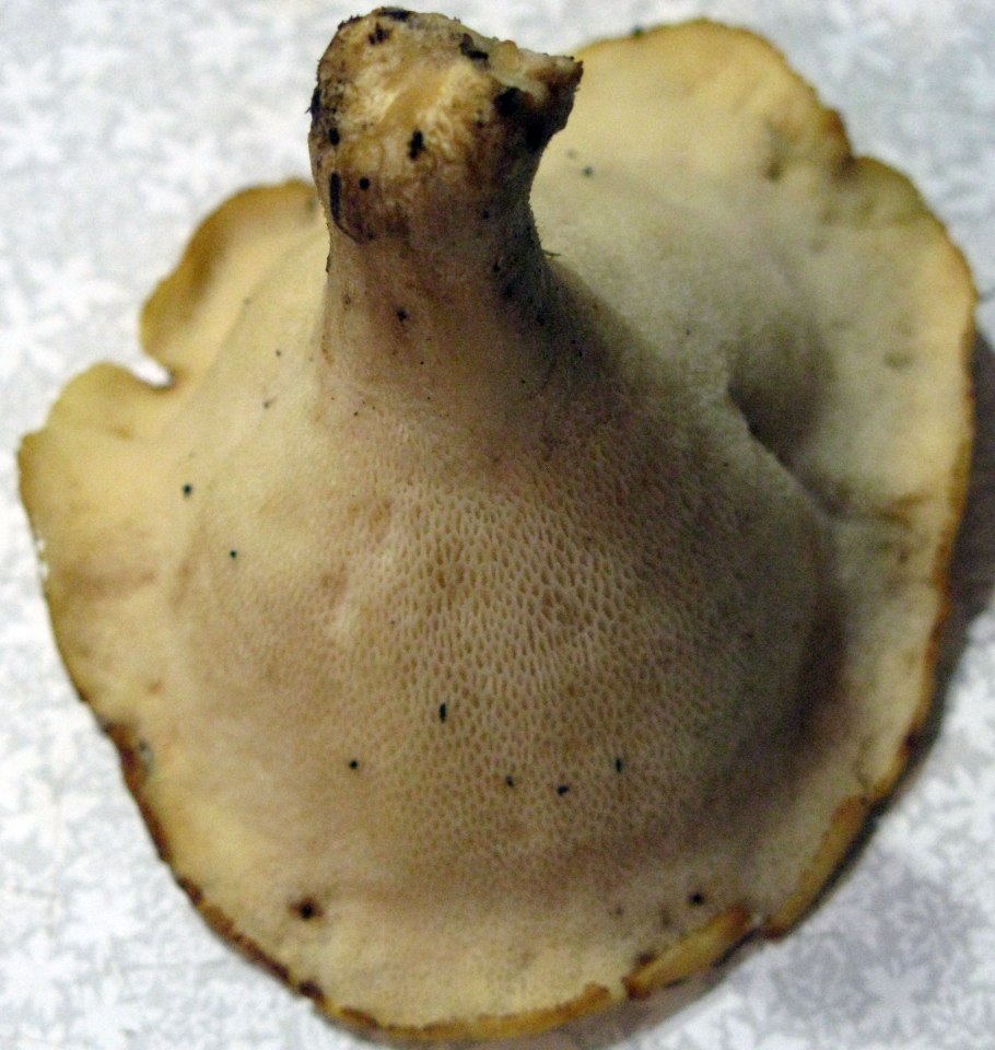 Пластинчатый гриб с желтой мякотью