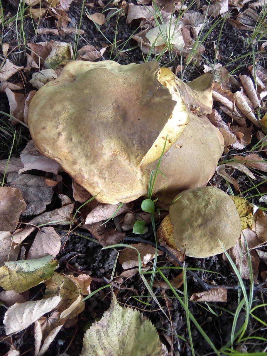 Грибы растущие в Грузии