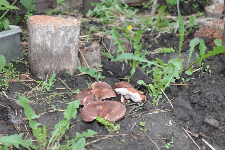 Грибы растут развития