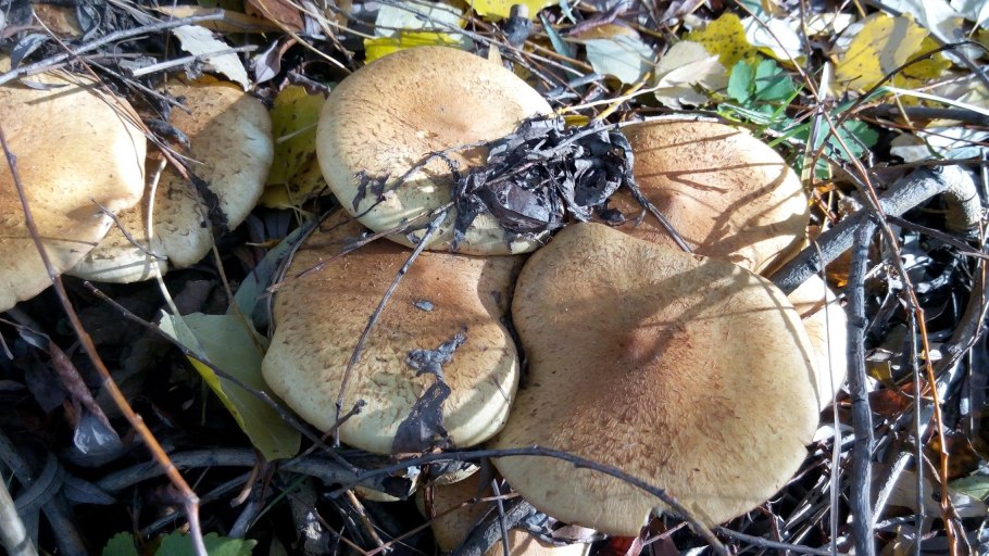 Грибы растущие под тополями