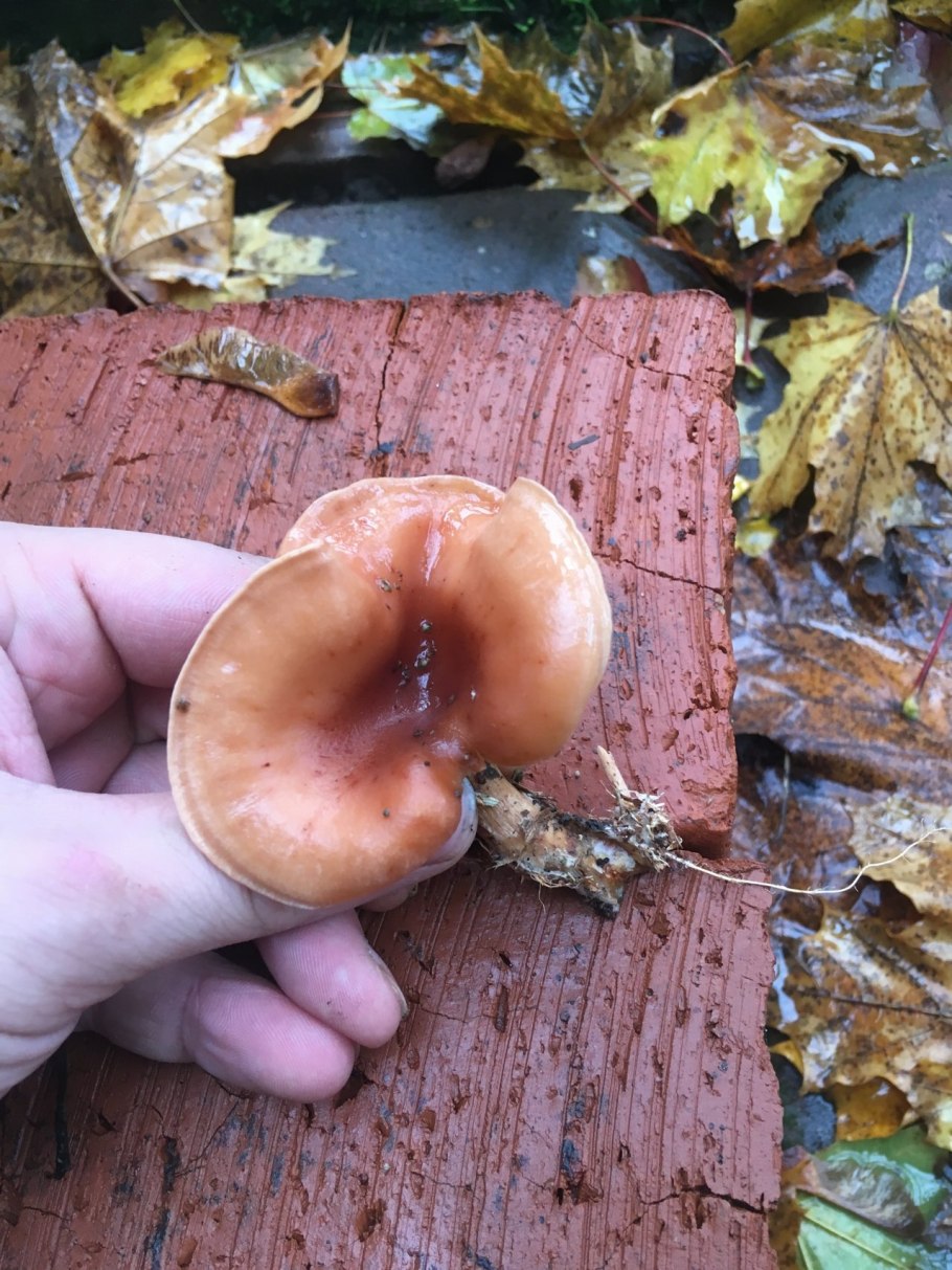 Масленок Сибирский