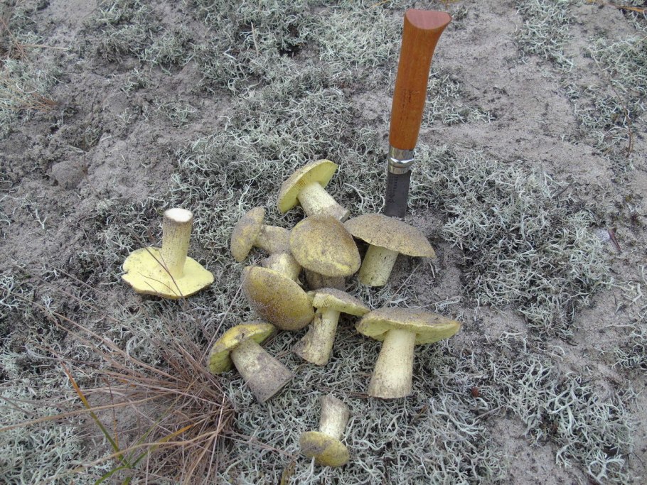 Зеленушка гриб песчаный