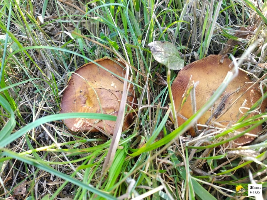 Грибы растущие в саду
