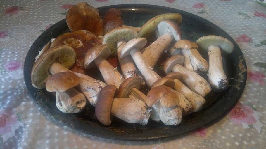 Грибы под домом пахнут