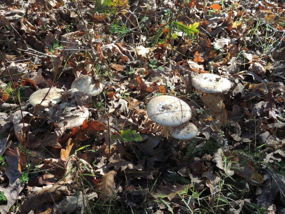 Грибы поганки на участке