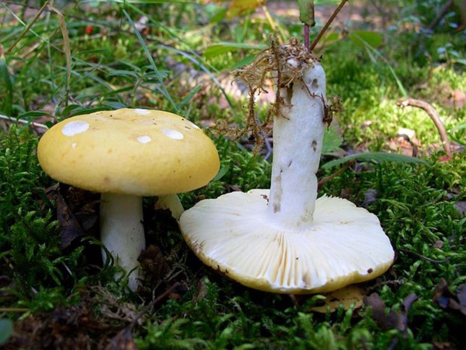 Russula claroflava