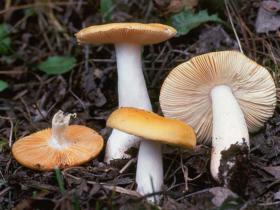 Сыроежка золотистая (Russula Aurea)