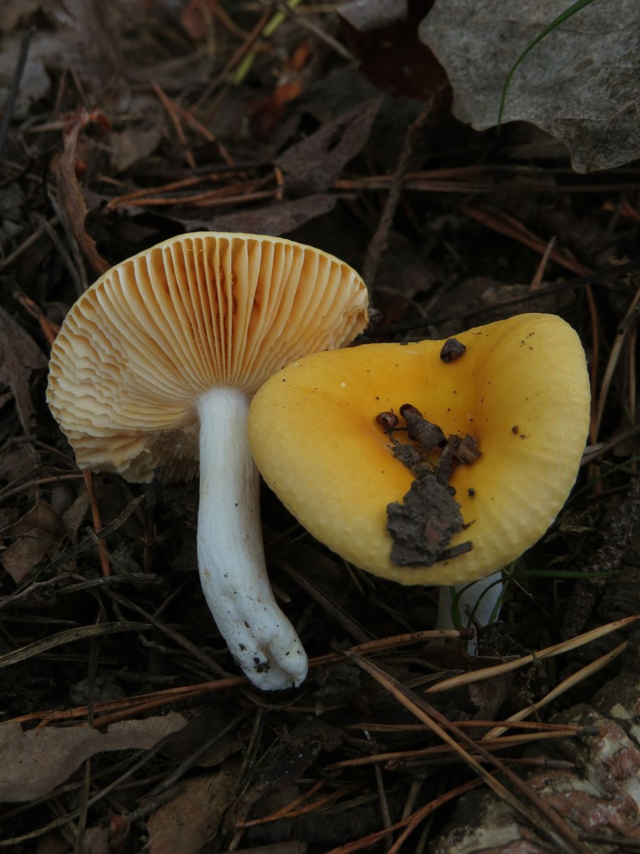 Сыроежка золотистая (Russula Aurea)