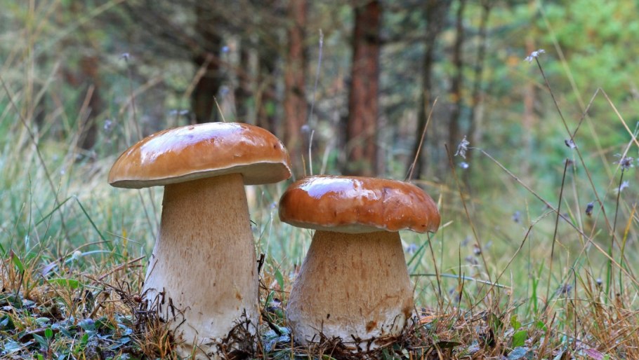 Боровик гриб фото