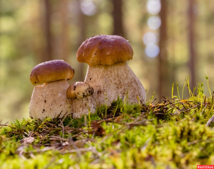 Полянка с грибами