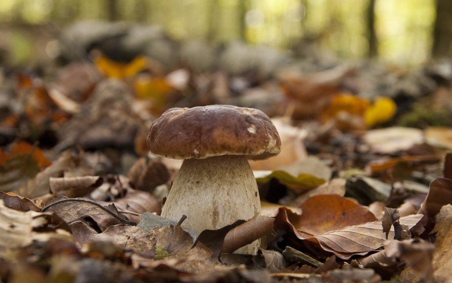 Грибочки в осеннем лесу