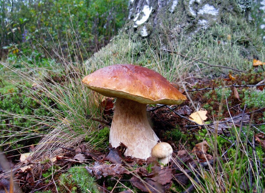 Фото старых белых грибов