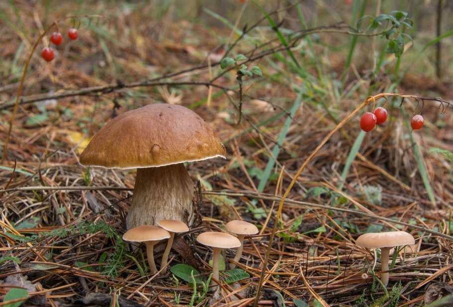 Ранняя осень лес грибы