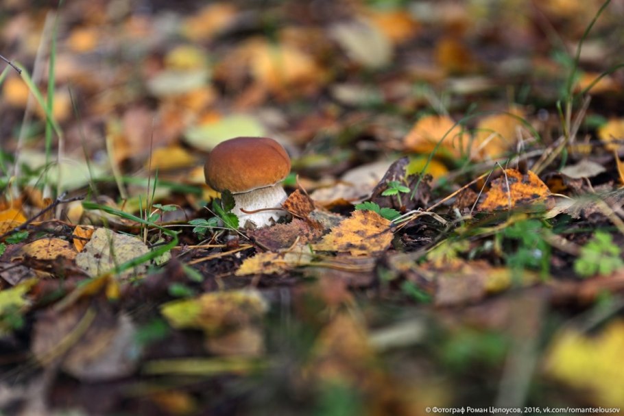 Осенние грибы на Поляне