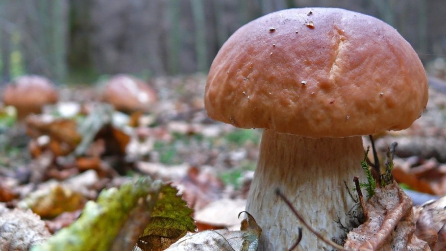 Белые грибы осень