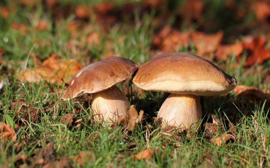 Лесные грибы осенью