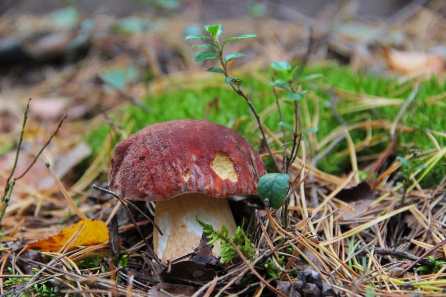 Белый гриб осенью