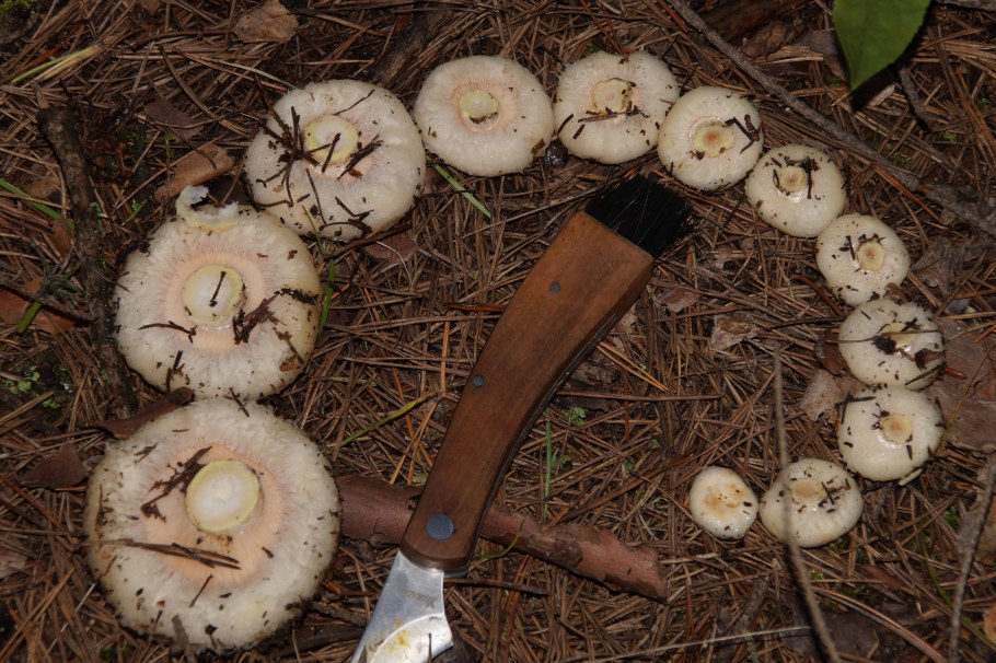 Груздь скрипица подгруздок