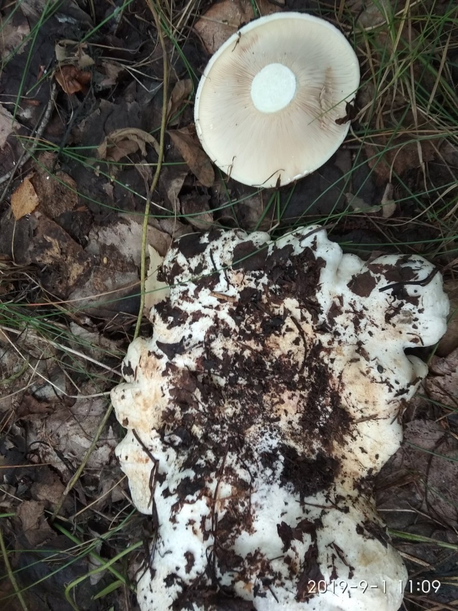 Грузди червивые