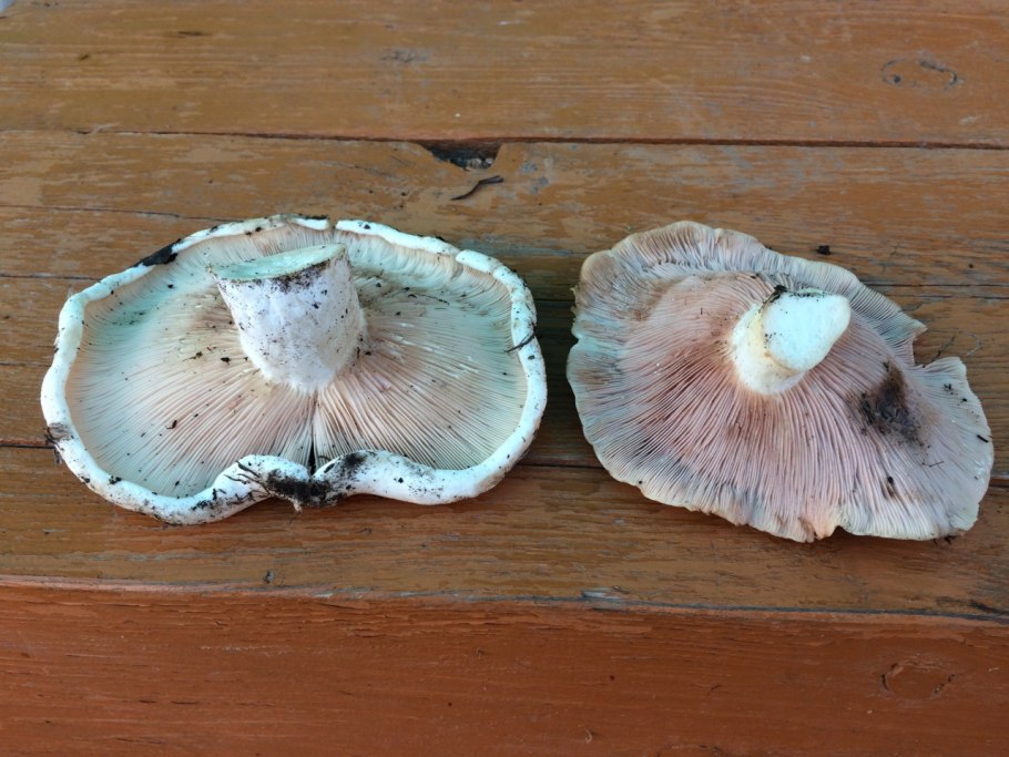 Гигантский груздь