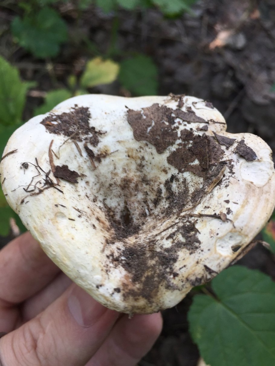 Осиновый груздь (Lactarius controversus)