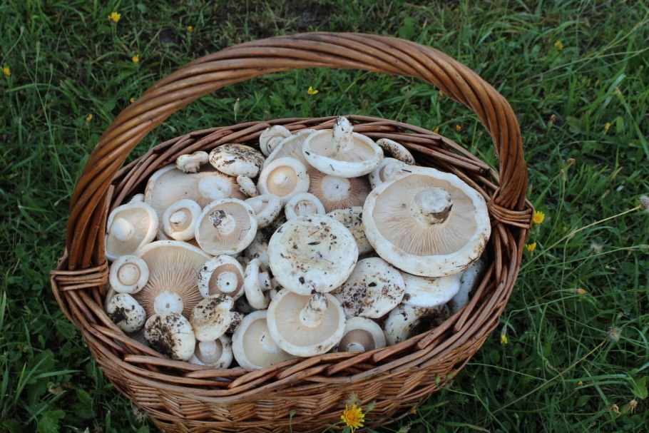 Осиновый груздь (Lactarius controversus)