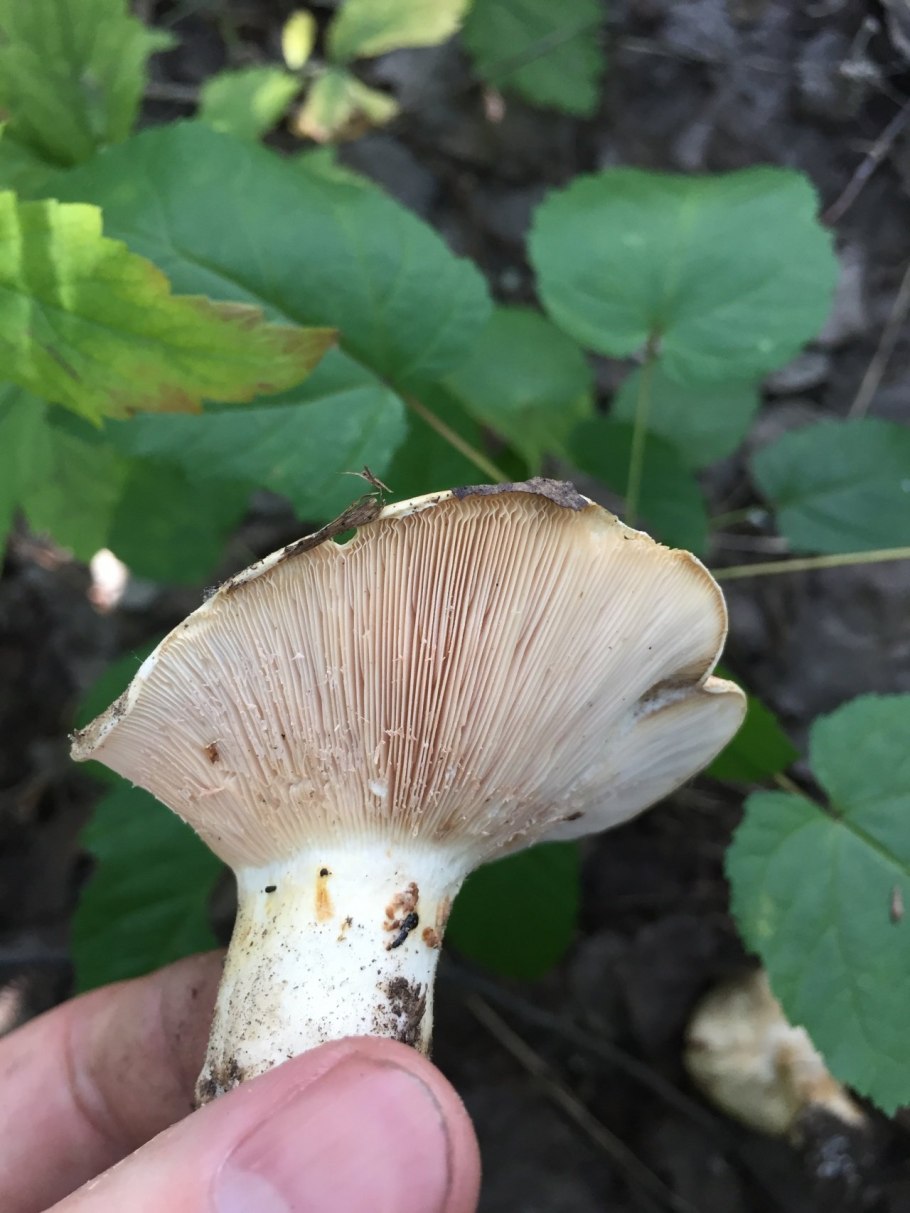 Грибы тополиные грузди