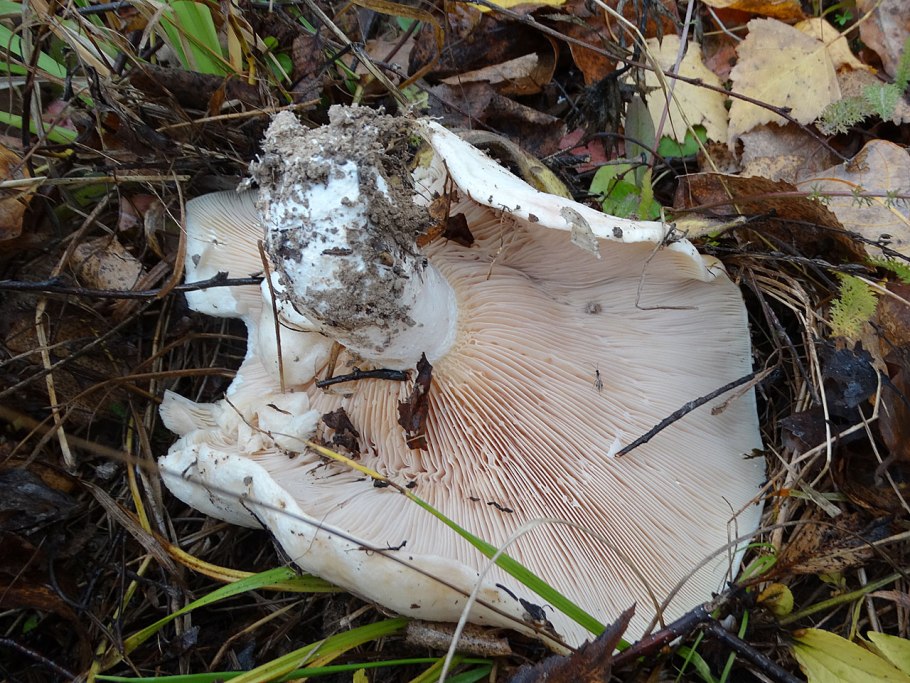 Осиновый груздь (Lactarius controversus)