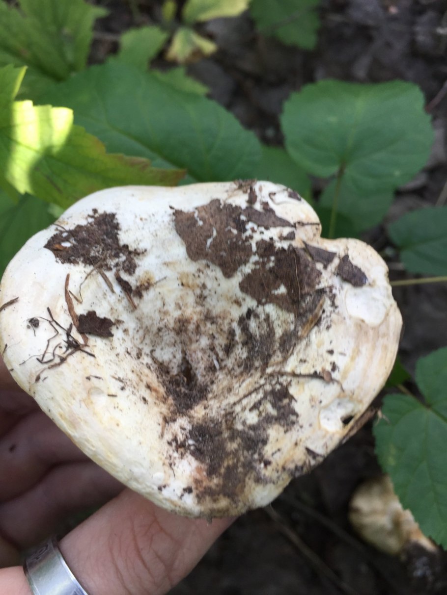 Красный груздь фото описание