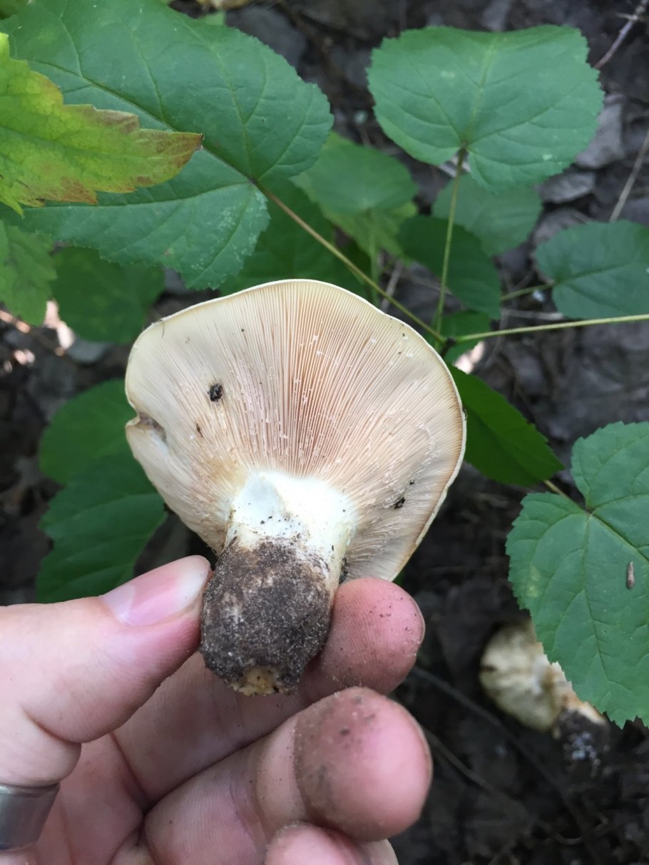 Груздь осиновый Тополевый