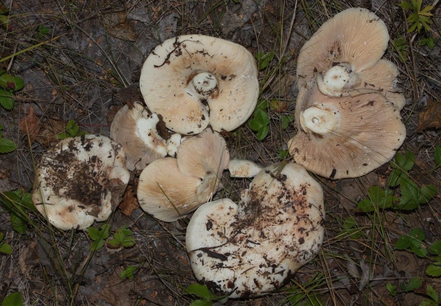Груздь осиновый (Lactarius controversus pers.)