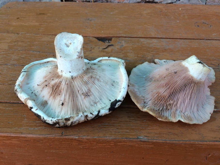 Свиноройка гриб груздь