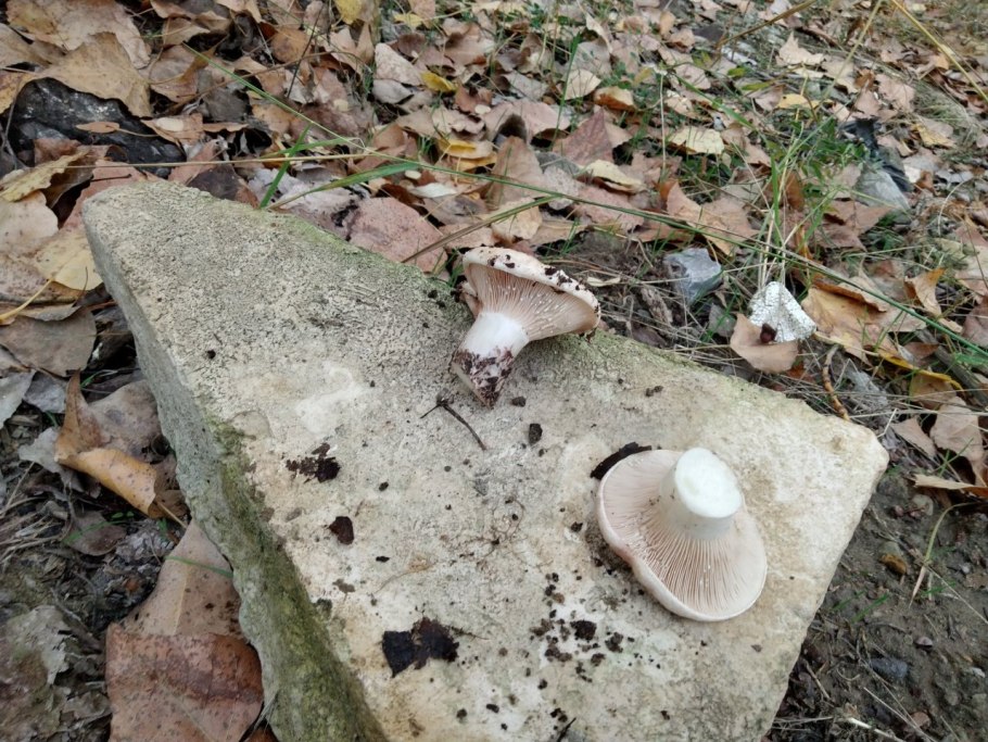 Поляна груздей