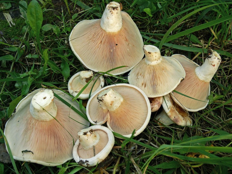 Груздь осиновый (Lactarius controversus pers.)