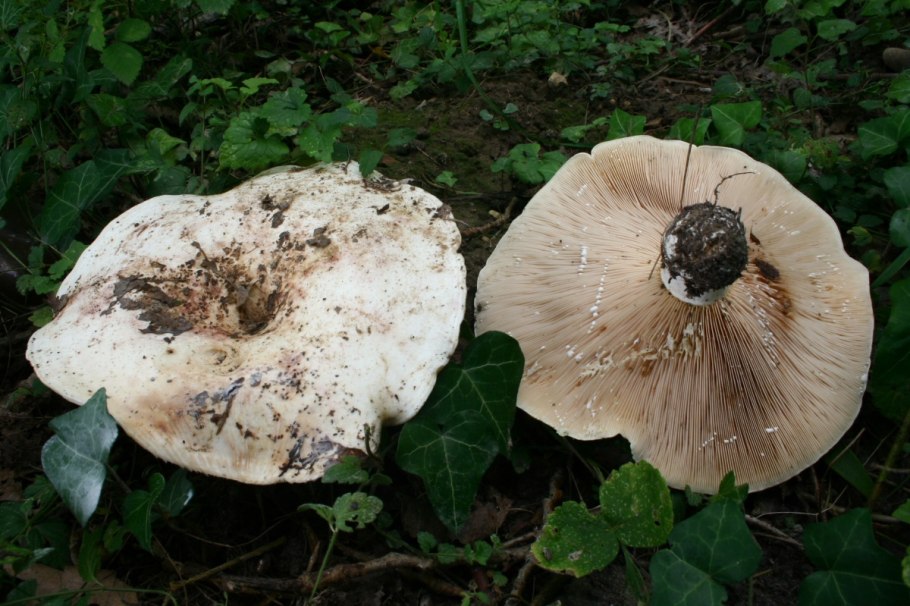 Осиновый груздь (Lactarius controversus)