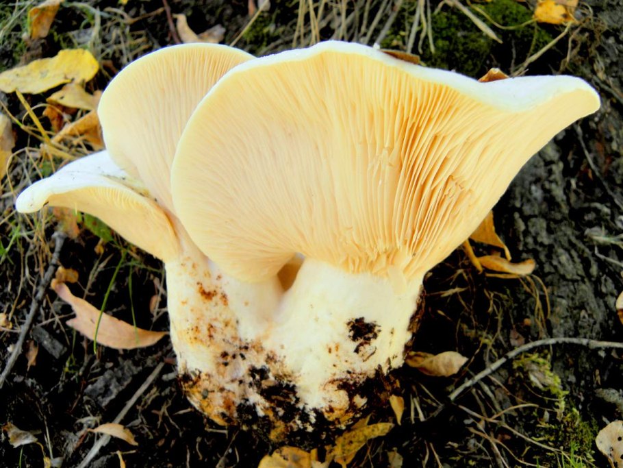 Гриб белый груздь