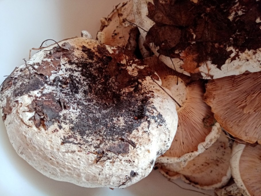 Осиновый груздь (Lactarius controversus)