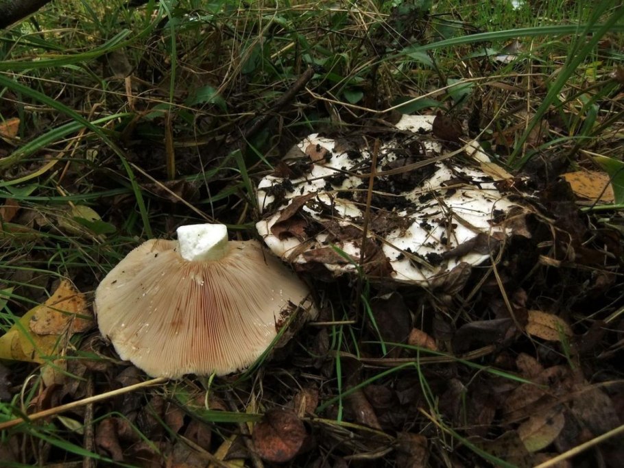 Осиновый груздь lactarius controversus