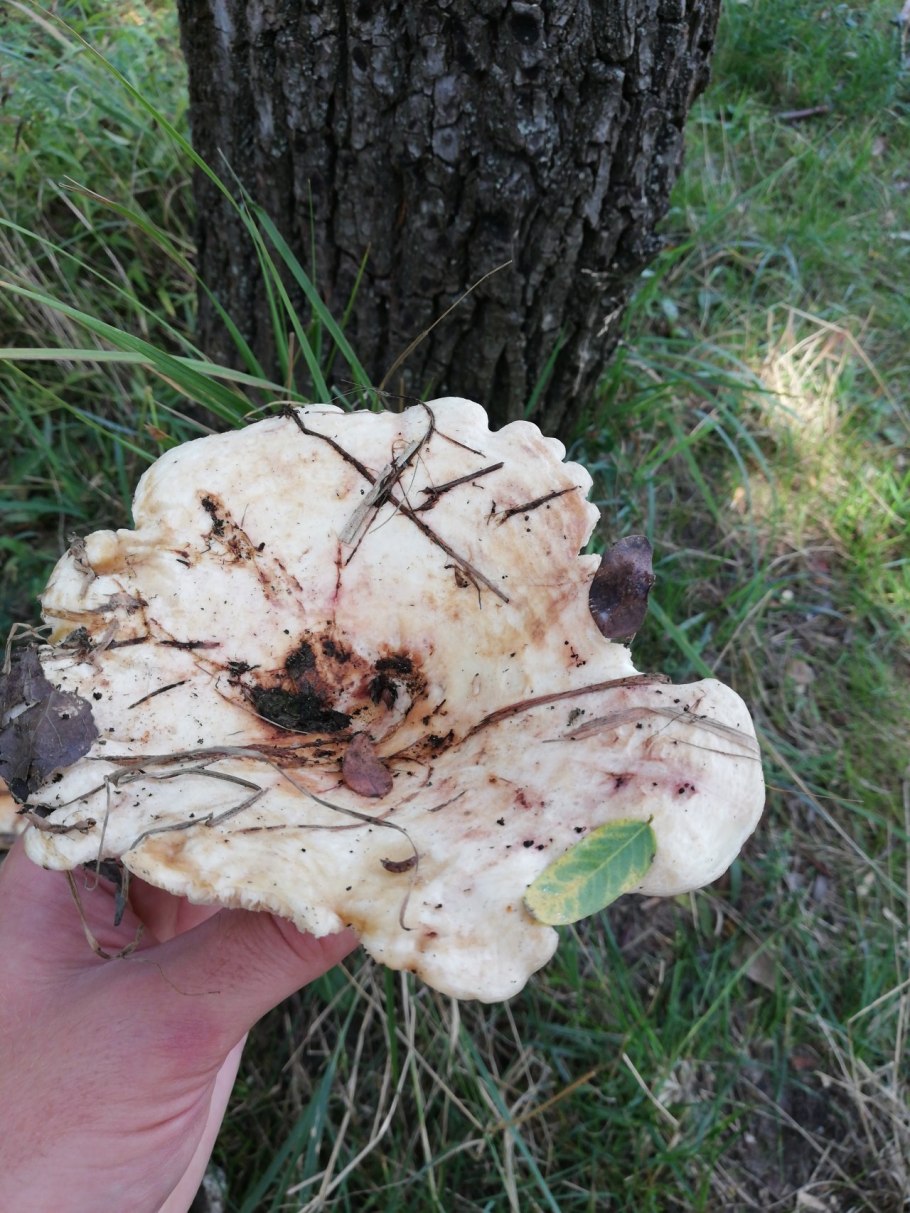 Ивовый груздь