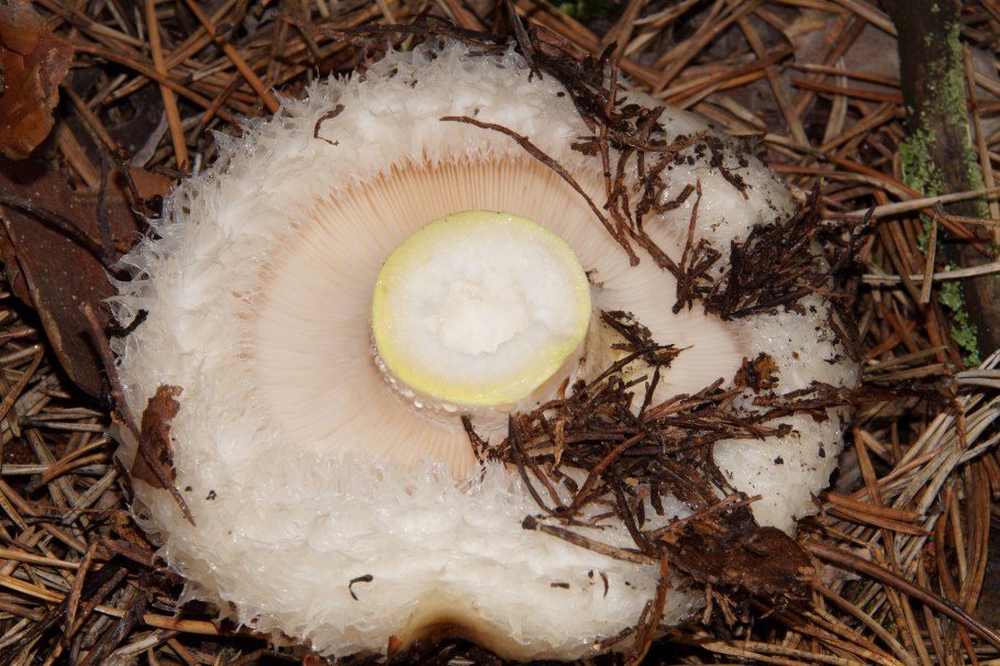 Скрипица Lactarius vellereus.
