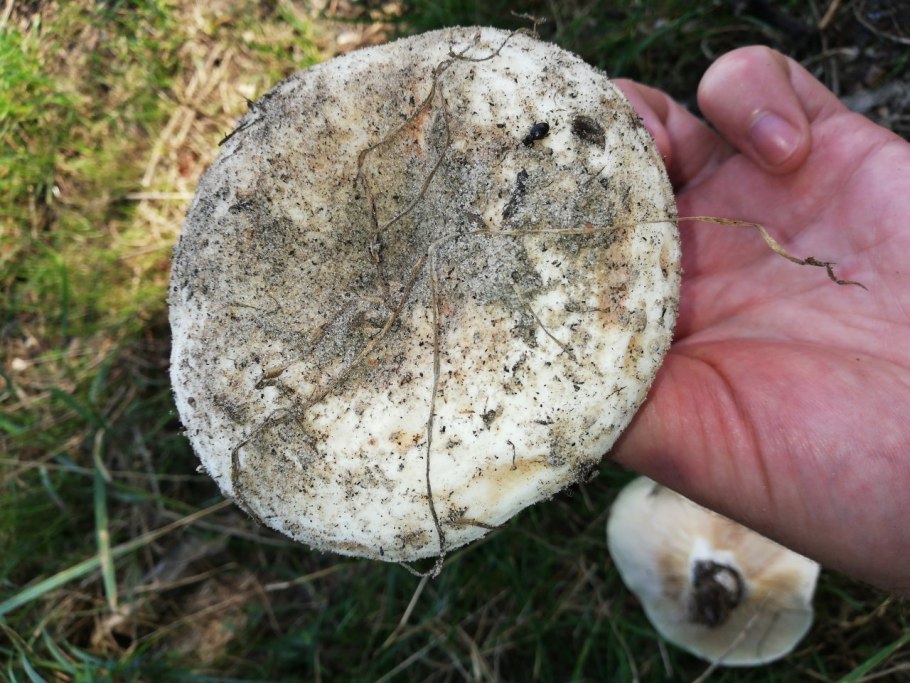 Осиновый гриб