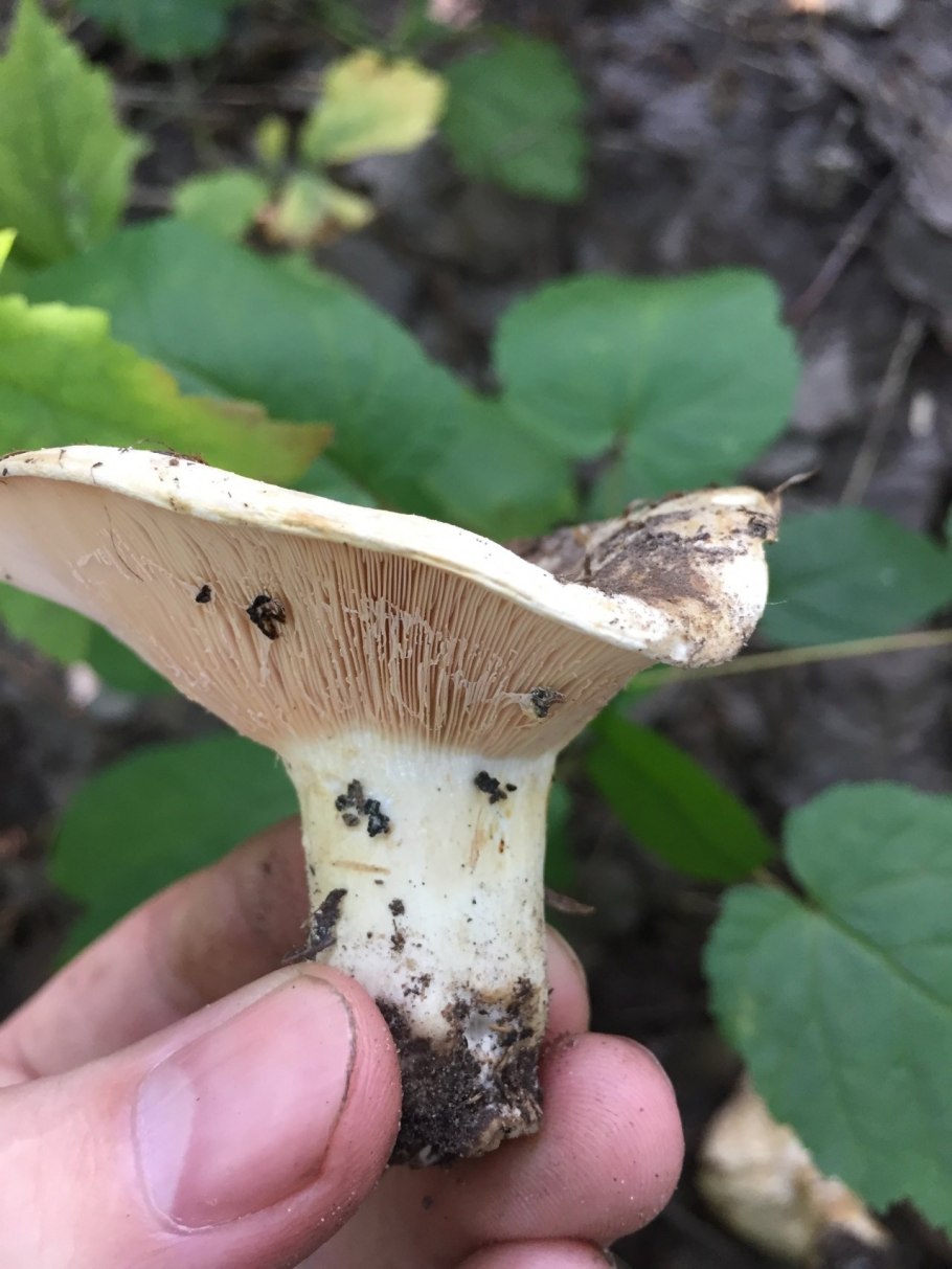 Груздь осиновый