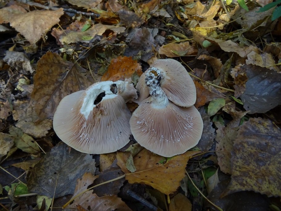 Грибы тополиные грузди