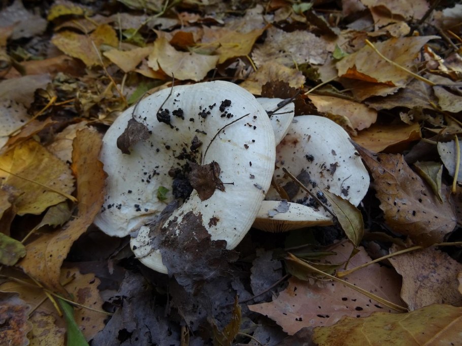 Осиновый груздь (Lactarius controversus)