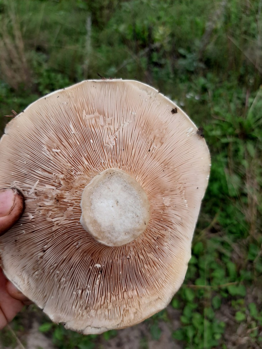 Подосиновый груздь