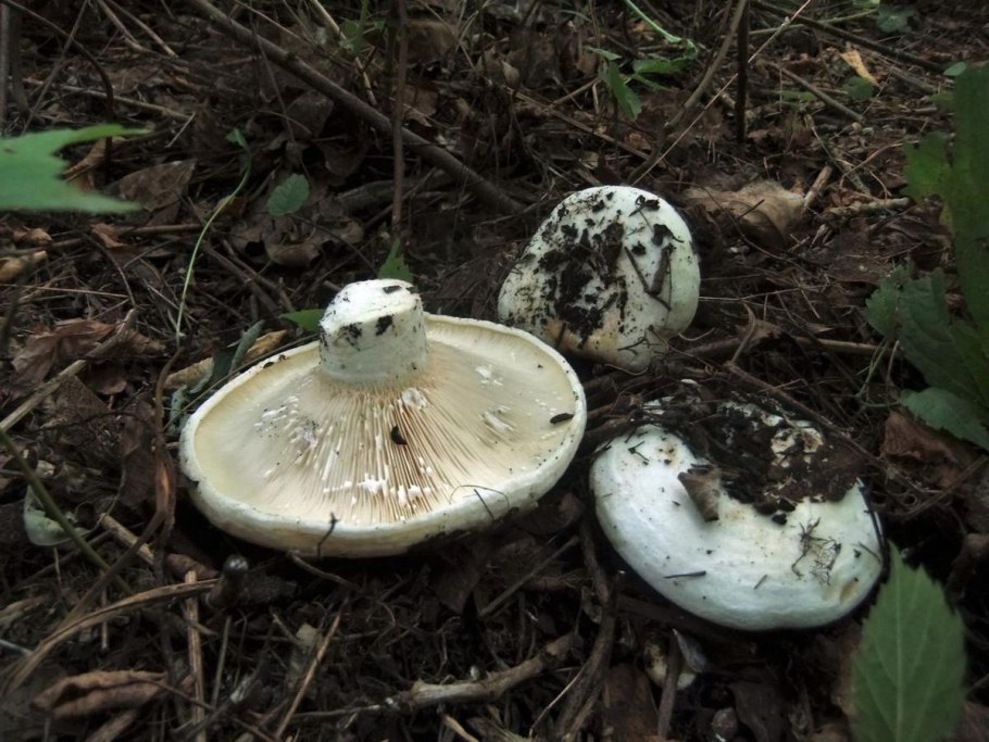 Подгруздок белый сухой груздь russula delica